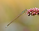 Ischnura elegans